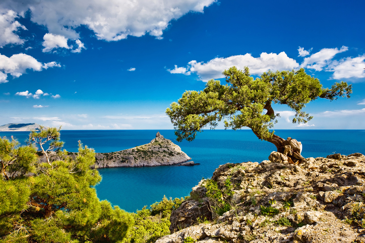 Pine on the cliff, sea, Crimea