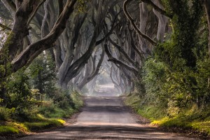 Dark Hedges, famosa paisagem da Irlanda do Norte usada em Game of Thrones. foto: AndySG | iStock 