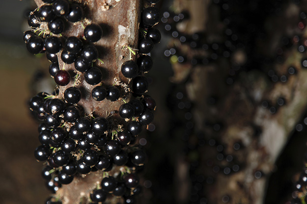 Jabuticaba fruit