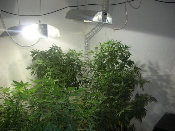 legalize-maconha-salve-planeta_02