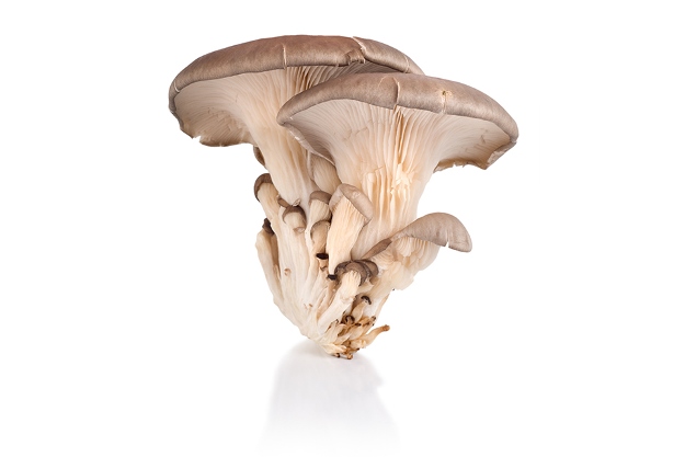 materia-prima-feita-fungo-cogumelo-produz-embalagens-objetos-sustentaveis-biodegradaveis-625