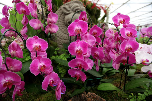 Orquídeias