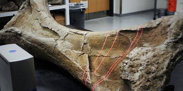 Cientistas usam impressora 3D para recriar ossos de dinossauros