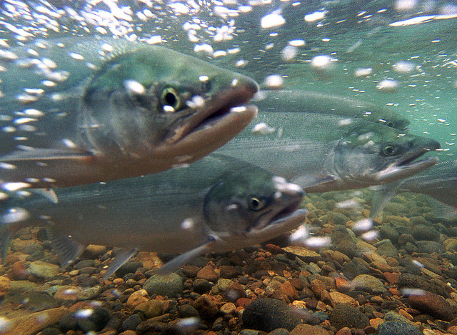 peixes-ao-alto-canhao-ajuda-migracao-peixes-rio-acima-625