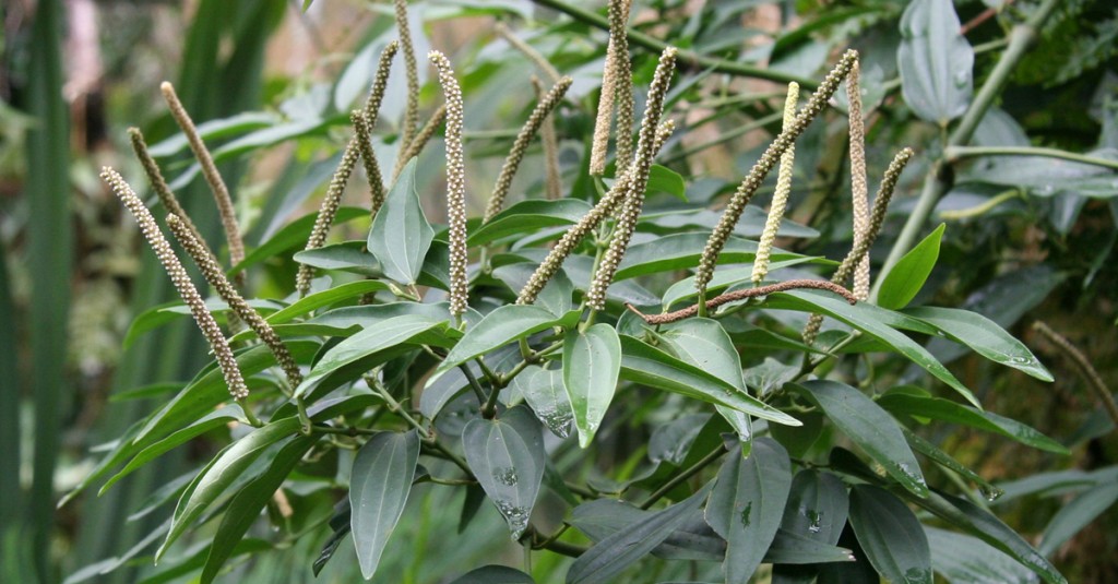 Piper_cubeba_06