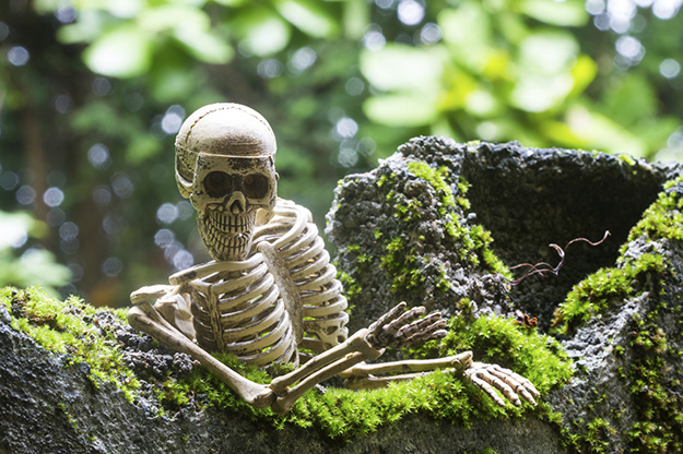 Vintage model skeletons on moss background