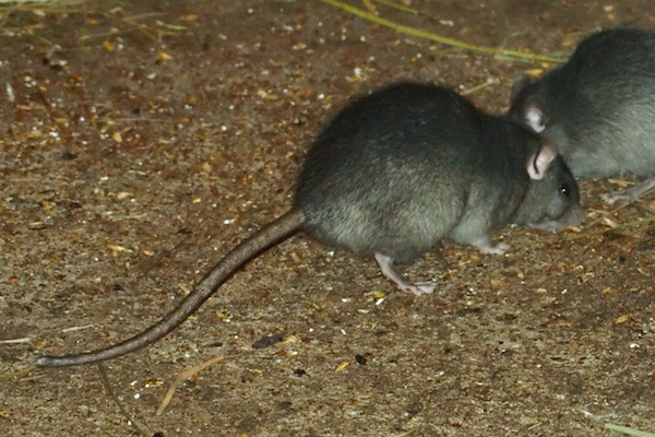 Um rato gigante com mais de 2000 quilos