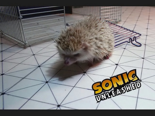 sonic