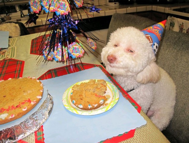 stoned-party-dog-620×469