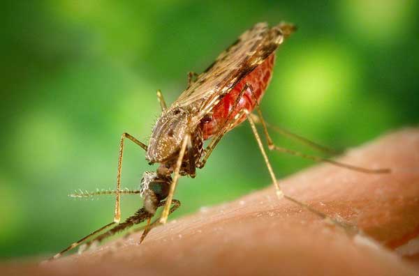 Cerveja faz mal para malaria