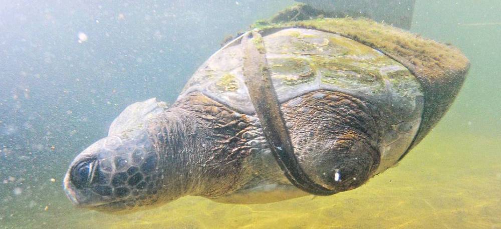 tartaruga-sea-turtle-rescue-center