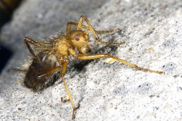 terriblefly