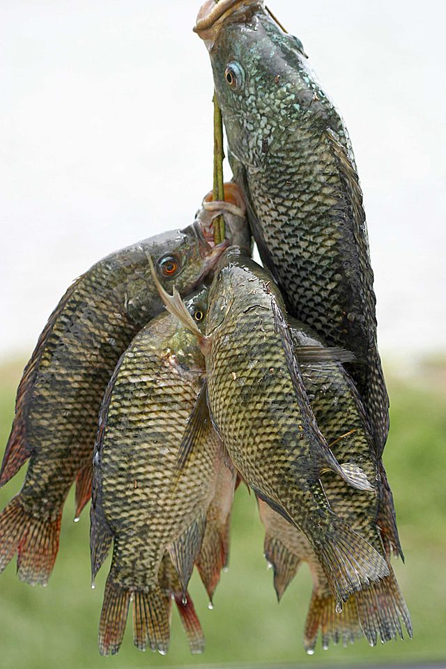 tilapia