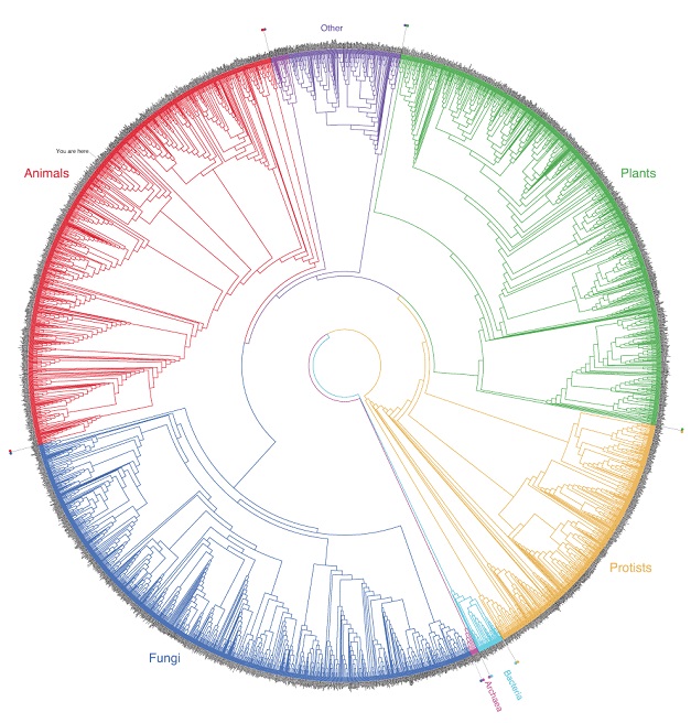 tree_of_life