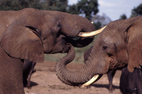 Dinamarqueses chamam o símbolo "@" de tromba de elefante