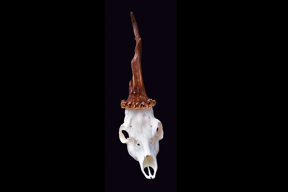 unicorn-lobanja_85822_990x742