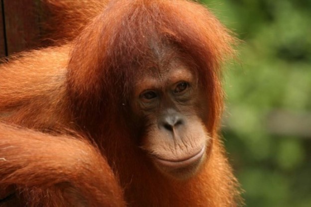 volta-para-casa-escola-floresta-ensina-orangotangos-viver-floresta-blog-super