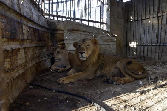 voluntarios-gaza-salvar-animais-abandonados-zoo-560-3