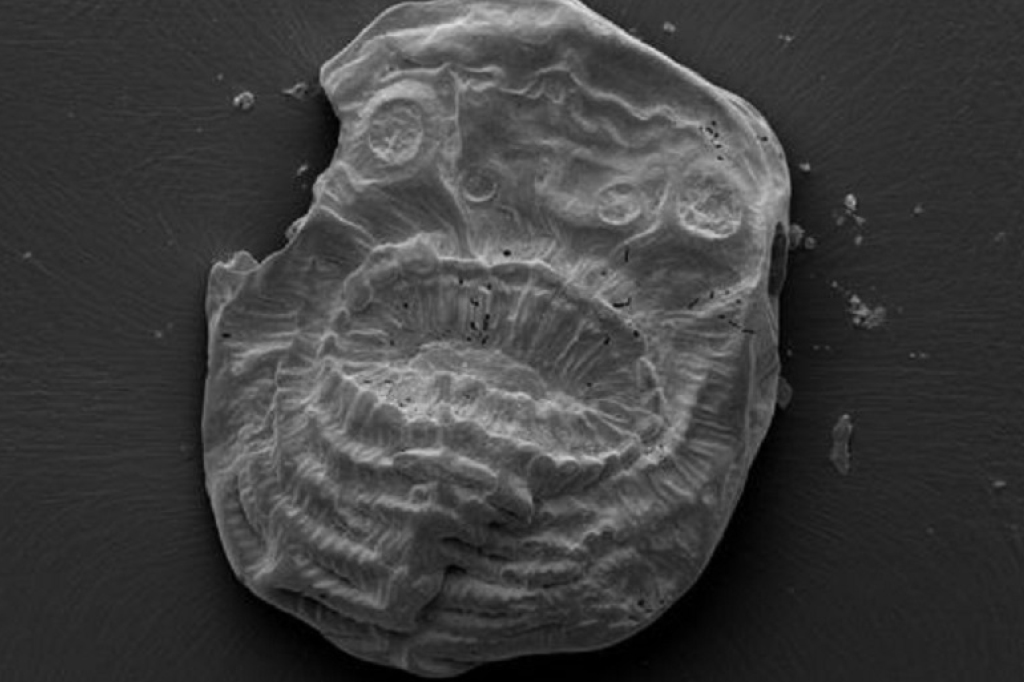 Cientistas descobrem ancestral mais antigo do ser humano