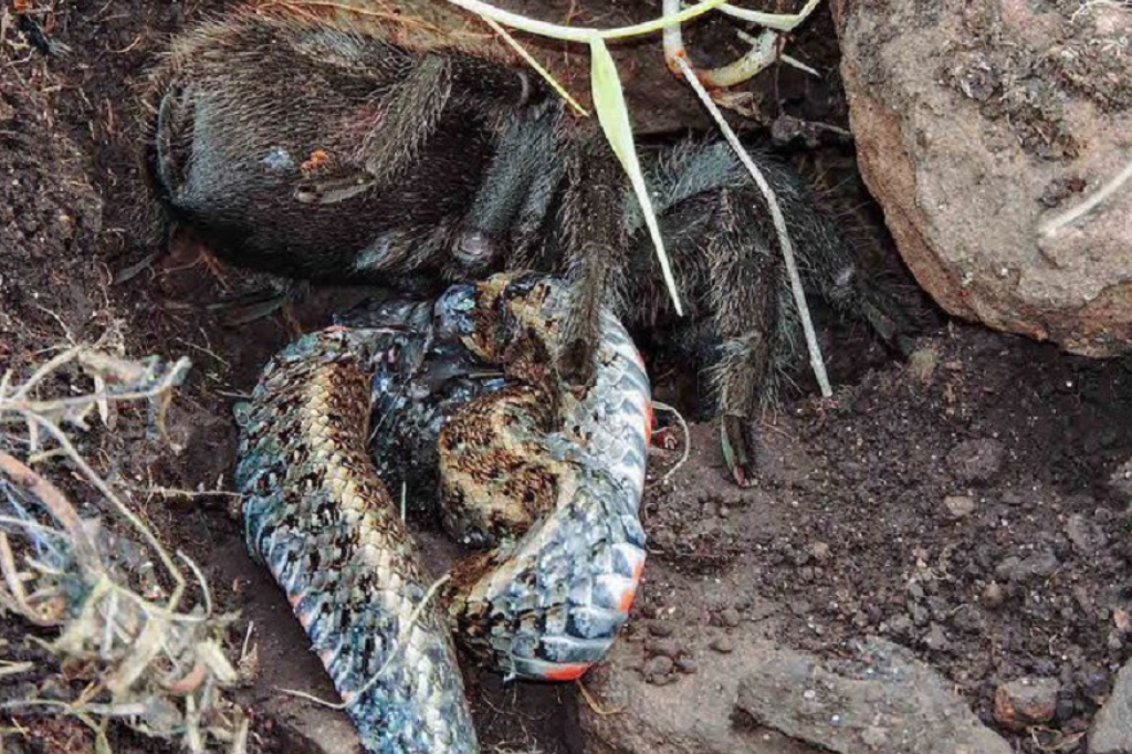 Pela 1ª vez, cientistas flagram aranha comendo cobra