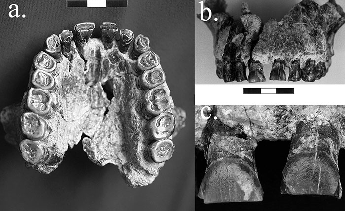 Foto de mandíbula Homo Habilis