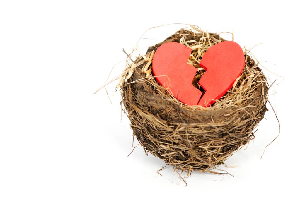 Pássaros estão se divorciando por causa do desmatamento