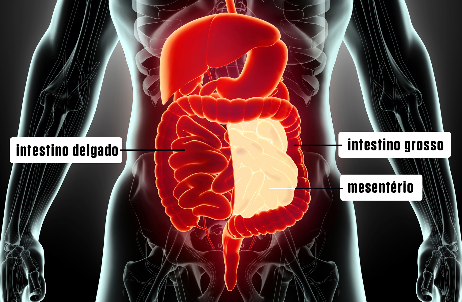 Representamos aqui, em amarelo, o novo órgão. Ele é a membrana que mantém o intestino no lugar. 