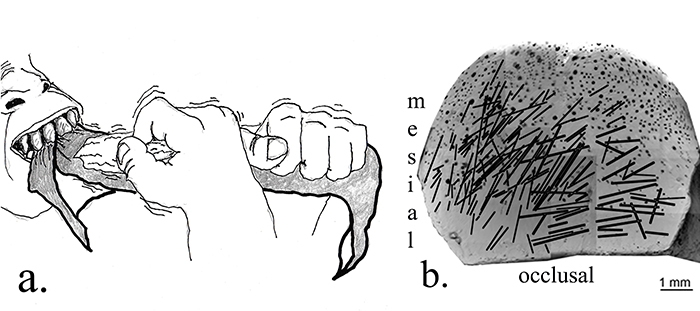 newrighthandimage-1 Homo Habilis