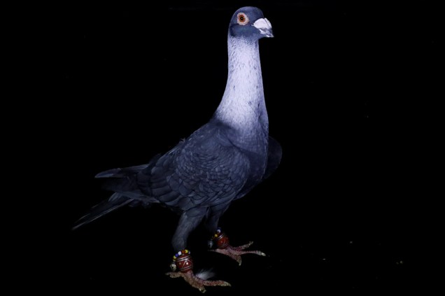 Parecida com uma pomba comum, <span>Ispir é um animal avaliado em 395 dólares - mais ou menos R$ 1250.</span>