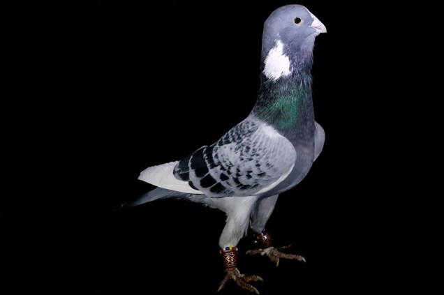 Essa é Zirli, assim como os outros animais retratos por Bektas, o pássaro passou sua vida sob os cuidados de um vendedor profissional de pombas. O mercado é lucrativo, só Zirli vale mais de R$840