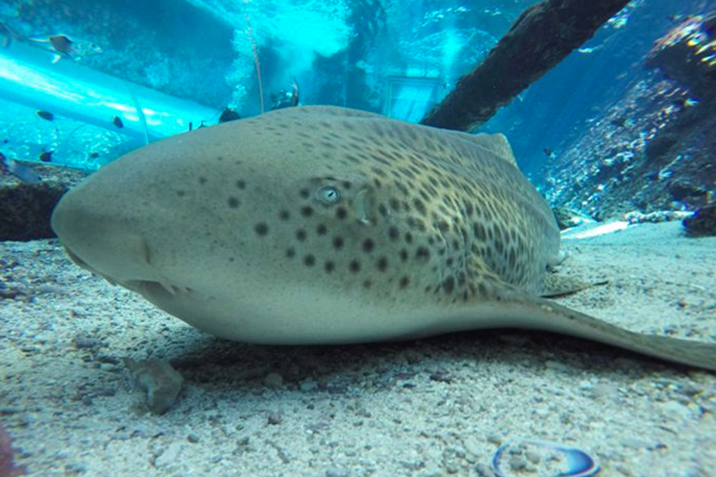 Sem machos, tubarão fêmea engravida sozinha