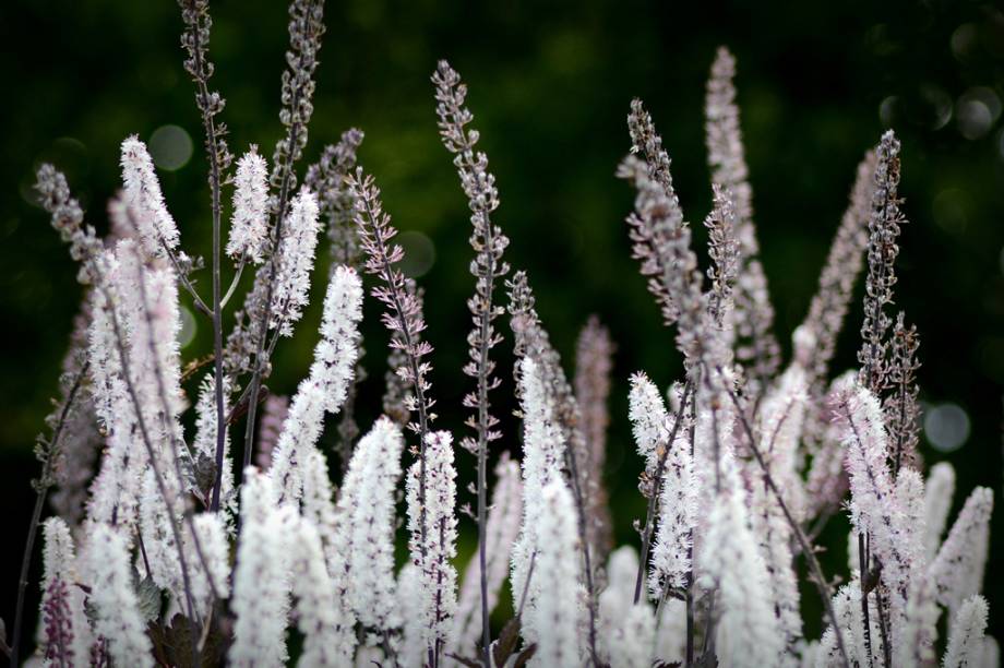 Também conhecida como black cohosh, é utilizada há séculos pelos povos da América do Norte. <strong>Forma de uso:</strong> Cápsula, comprimido e extrato. <strong>Indicação:</strong> Alívio dos sintomas da menopausa, como fogachos, suadouro, vermelhidão, alterações de humor, ansiedade e depressão. <strong>Contraindicação:</strong> Alérgicos ou sensíveis a algum dos componentes da fórmula, grávidas e portadores de insuficiência hepática. <em>Exige prescrição médica.</em>