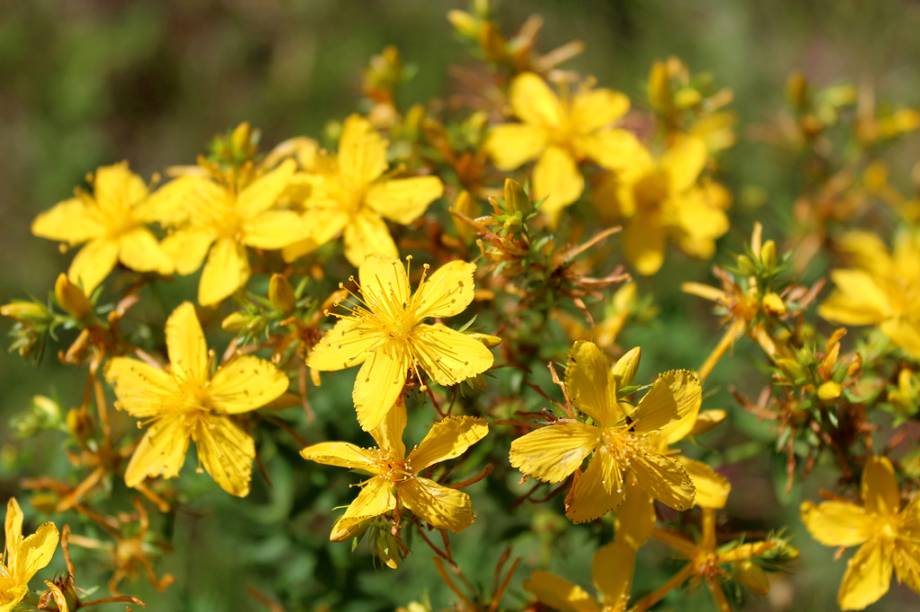 Vegetais que florescem no mês de junho costumam receber esse nome no Brasil por causa das festas juninas. Mas a espécie com efeito medicinal vem da Europa. <strong>Forma de uso:</strong> Cápsula, comprimido e tintura. <strong>Indicação:</strong> Depressão leve e moderada. <strong>Contraindicação:</strong> Crianças, grávidas, mulheres que estão amamentando, alérgicos ou sensíveis a algum componente do remédio e, principalmente, depressivos graves. <em>Exige prescrição médica.</em>