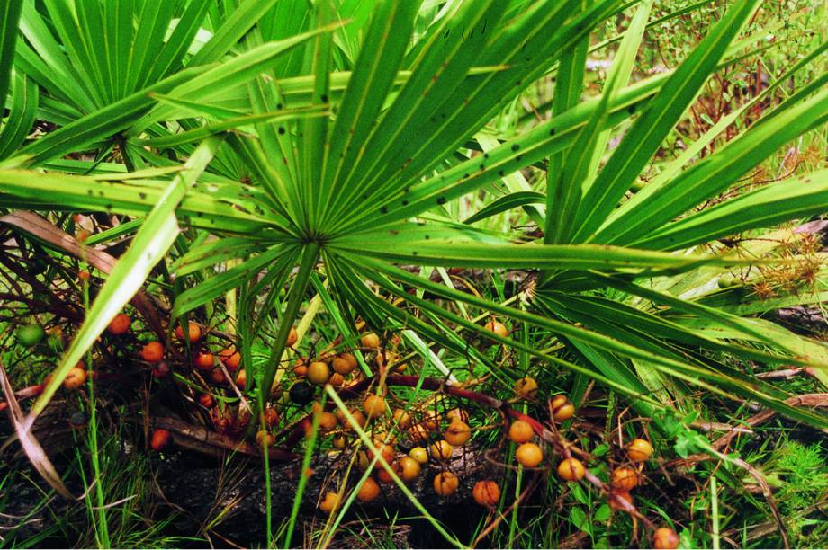 Os frutos dessa pequena palmeira típica da América do Norte são lotados de ácidos graxos e fitosteróis. <strong>Forma de uso:</strong> Cápsula, comprimido e extrato. <strong>Indicação:</strong> Tratamento dos sintomas da hiperplasia prostática benigna, caracterizada pelo aumento da próstata por razões que não têm a ver com um câncer. <strong>Contraindicação:</strong> Crianças, alérgicos à planta, pessoas com infecções no fígado e nos casos avançados da doença. <em>Exige prescrição médica.</em>