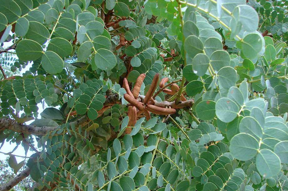 Abundante no Cerrado brasileiro, era chamado pelos índios de ibá timbó, cujo significado é “árvore que aperta”. Isso tem a ver com a capacidade adstringente encontrada na casca da árvore. Sua semente é altamente tóxica. <strong>Forma de uso:</strong> Creme e pomada. <strong>Indicação:</strong> Ação cicatrizante. <strong>Contraindicação:</strong> Não deve ser usada quando há necessidade de retirar fluidos corporais por meio de drenos inseridos na pele. <em>Isento de prescrição médica.</em>