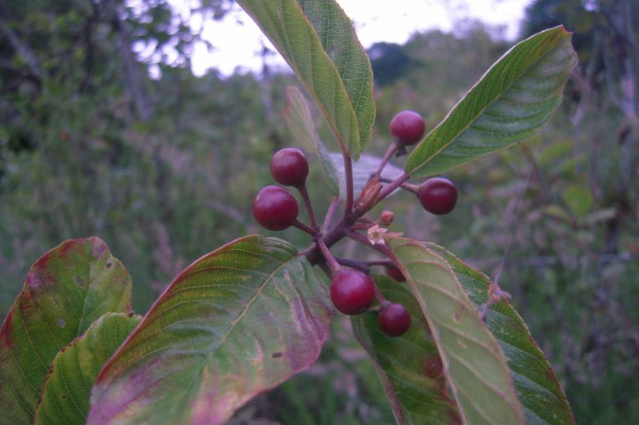 Essa planta norte-americana tem vocação para ajudar o intestino, mas não caia na história de que é solução milagrosa para emagrecer. <strong>Forma de uso:</strong> Cápsula, comprimido, tintura, extrato e fluido. <strong>Indicação:</strong> Constipação intestinal ocasional. <strong>Contraindicação:</strong> Crianças, grávidas, mulheres amamentando, pessoas com cólicas, hemorroidas, náuseas, doença de Crohn, desidratação, constipação crônica, insuficiência renal, hepática e cardíaca. <em>Isento de prescrição médica.</em>