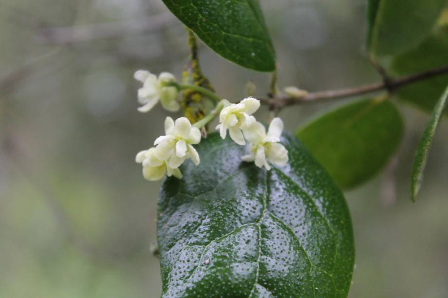 Os pastores dos Andes notaram que carneiros melhoravam da prisão de ventre quando consumiam a planta. Daí sua fama. <strong>Forma de uso:</strong> Infusão, cápsula e comprimido. <strong>Indicação:</strong> Melhora a digestão por aumentar a secreção de bile, fluido importante para a quebra dos alimentos. <strong>Contraindicação:</strong> Crianças, alérgicos, grávidas, mulheres que estão amamentando e quando há doença em fígado, vesícula biliar ou pâncreas. <em>Isento de prescrição médica.</em>