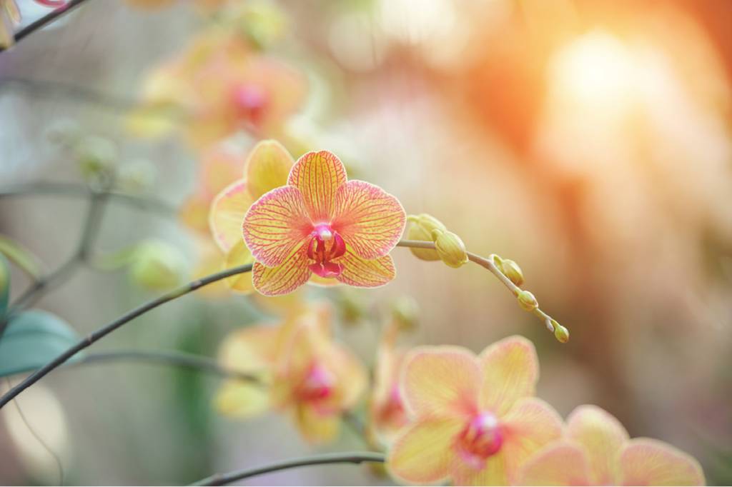 <strong>Orqu&iacute;dea</strong> |&nbsp;Sentido: Status.&nbsp;Origem: S&eacute;culo 19. Nobres ingleses contratavam bot&acirc;nicos aventu&shy;reiros para recolher esp&eacute;cimes da flor em regi&otilde;es remotas do mundo, da selva peruana &agrave; &Iacute;ndia. Esses caras ficaram t&atilde;o famosos que receberam inclusive nome, orchid hunters &ndash; &ldquo;ca&ccedil;adores de orqu&iacute;deas&rdquo;.
