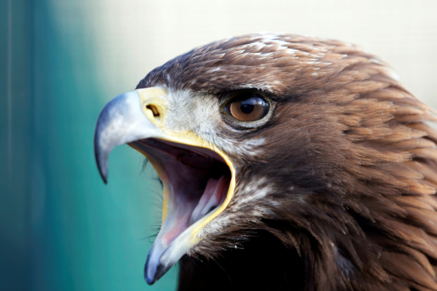 As águias treinadas foram capazes de interceptar um drone em apenas 20 segundos