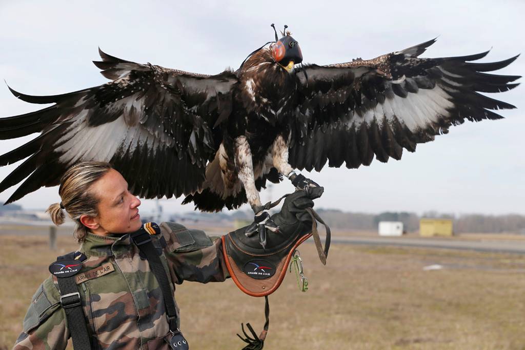 Com garras fortes, as &aacute;guias s&atilde;o ideais para derrubar avi&otilde;es de pequeno porte n&atilde;o tripulados