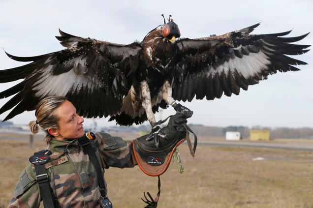 Com garras fortes, as águias são ideais para derrubar aviões de pequeno porte não tripulados