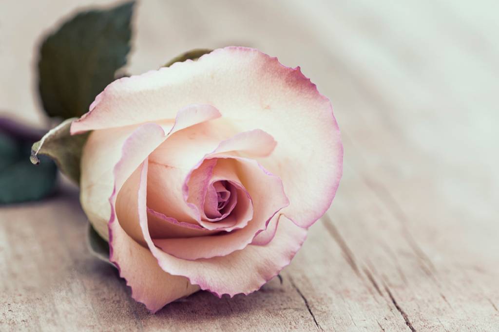 <strong>Rosa</strong> |&nbsp;Sentido: A flor do amor por excel&ecirc;ncia.&nbsp;Origem: Perde-se no tempo. Na mito&shy;logia grega, ela &eacute; a metamorfose de uma ninfa encon&shy;trada morta. A magia de Cl&oacute;ris, deusa das flores, foi a respons&aacute;vel pela transforma&ccedil;&atilde;o. Mas o resultado n&atilde;o ficou perfeito. Ent&atilde;o Afrodite, a divindade do amor, lhe deu beleza e cores, e Dion&iacute;sio, o deus do vinho, o perfume.