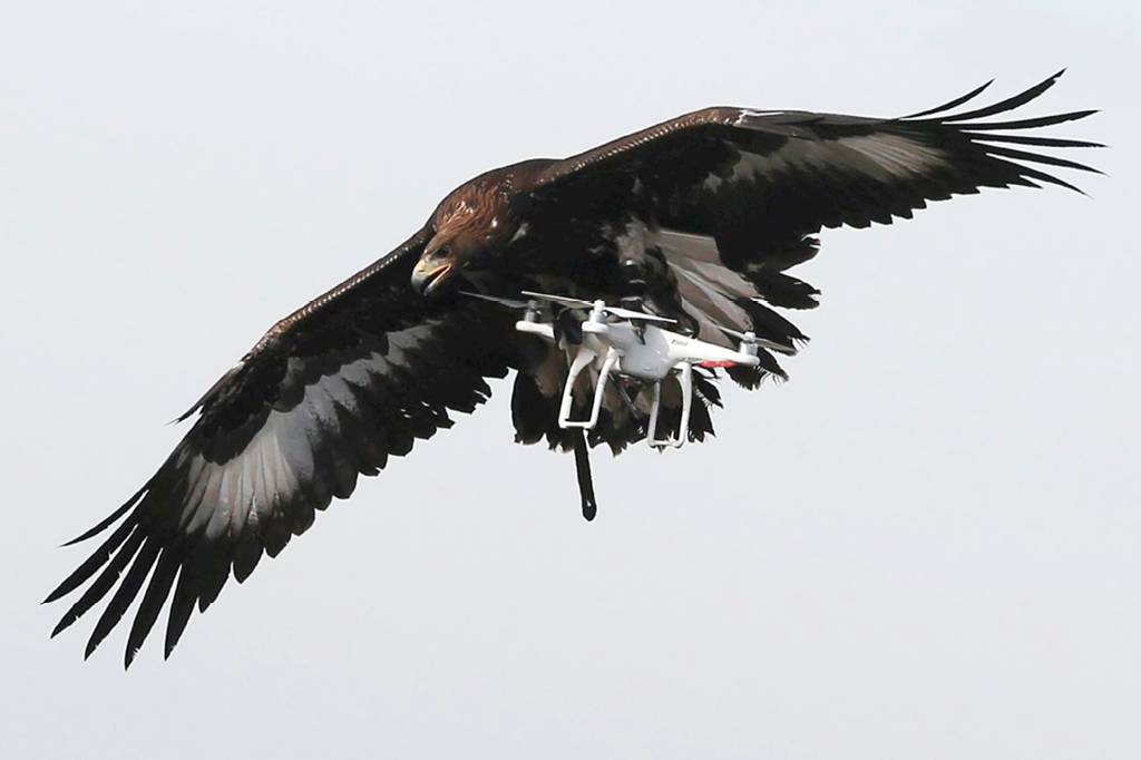 For&ccedil;a &aacute;rea francesa est&aacute; treinando &aacute;guias-douradas jovens para interceptar drones em pleno voo