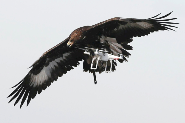 Força área francesa está treinando águias-douradas jovens para interceptar drones em pleno voo