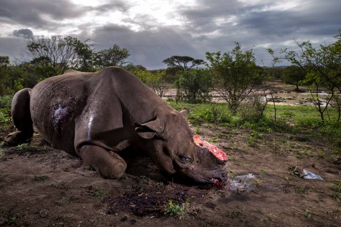 As melhores fotos do ano, segundo o World Press Photo