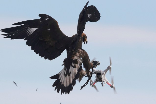 Aves de rapina já demonstraram hostilidade natural aos objetos eletrônicos