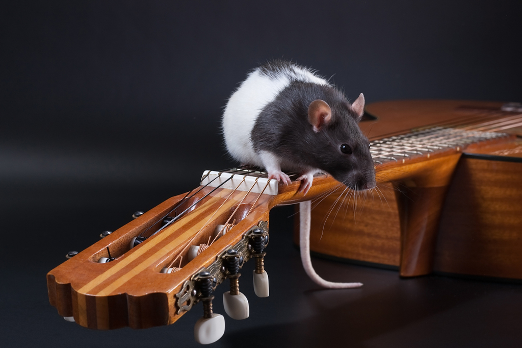 Ratos surdos voltaram a ouvir após terapia genética