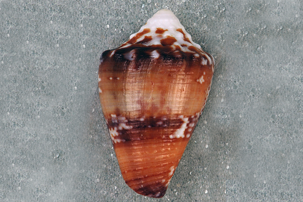 Veneno de lesma marinha pode ser segredo contra dor crônica