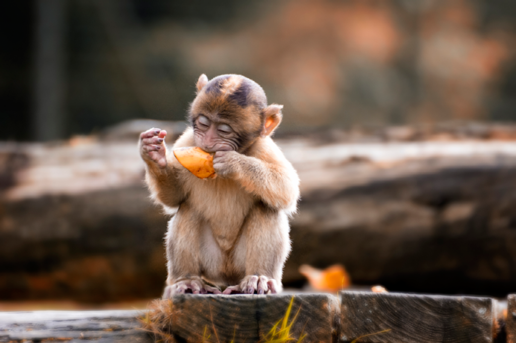 Macaco Macaco Primata, macaco, mamífero, animais png