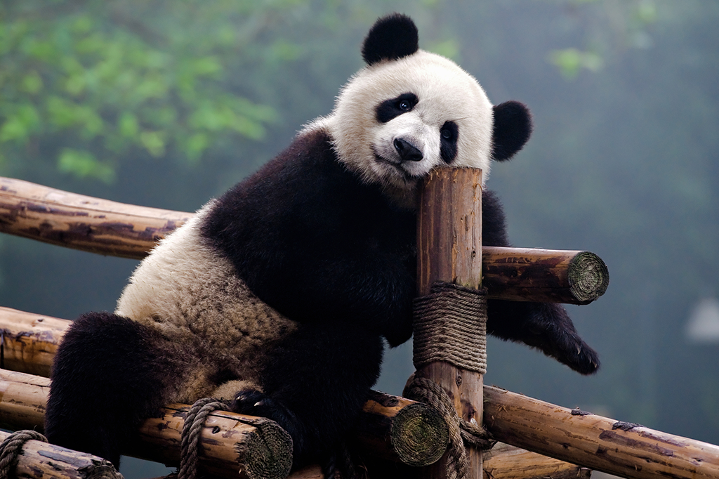 Preto no branco: a explicação científica para as cores do panda | Super